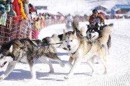 Lenk 2013